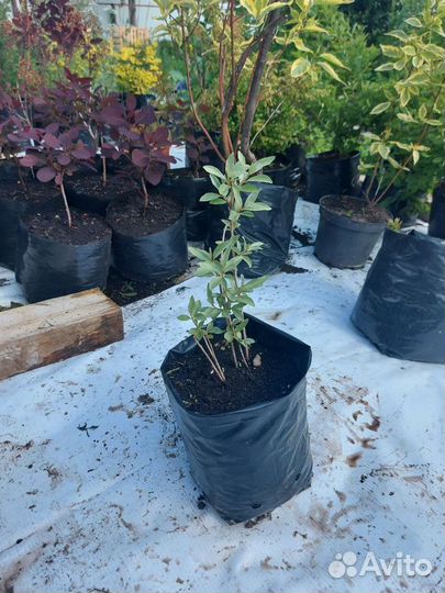 Лох серебристый