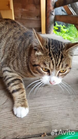 Отдам кота в добрые руки