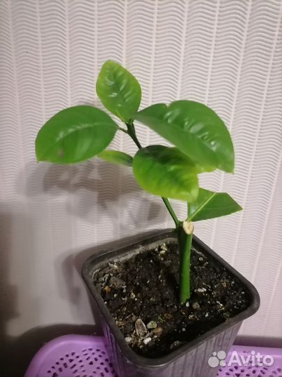 Лимон плодоносящие