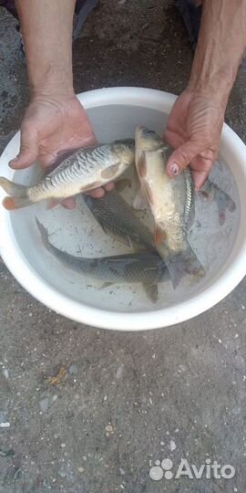 Карп малек для разведения