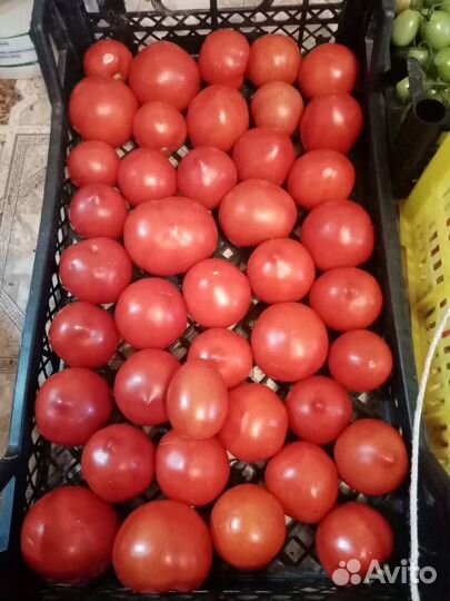 Продам томаты