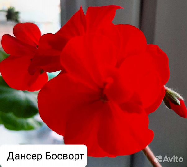 Герань пеларгония