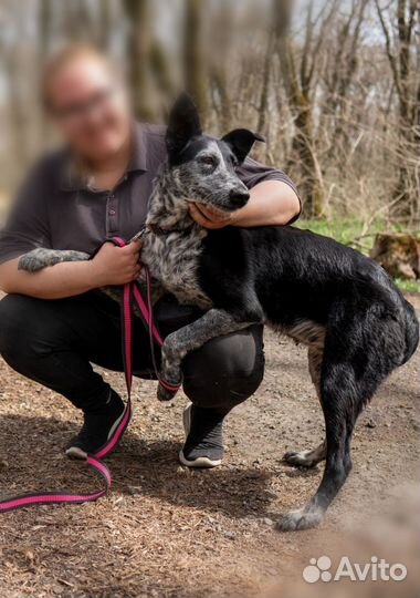 Очаровательная Санта ищет дом