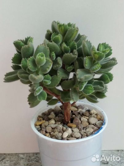 Суккуленты, комнатные цветы