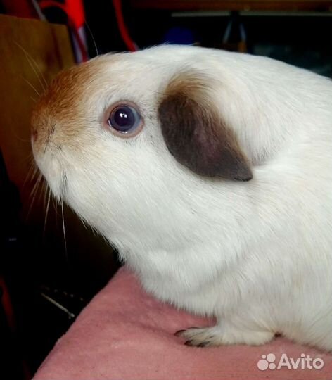 Передержка грызунов