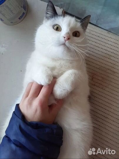 Кошка Ирви в поисках дома