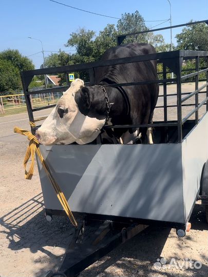 Убойный цех, перевозка и закупка крс