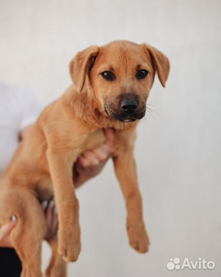 Щенок в добрые руки