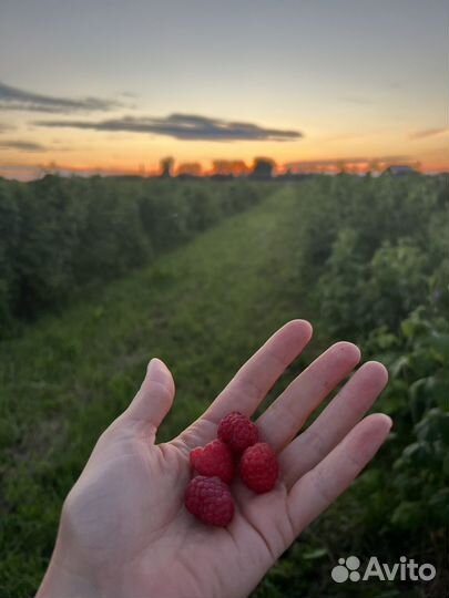 Саженцы малины