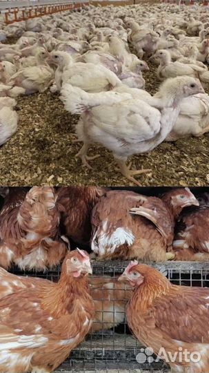 Куры молодки несушки, бройлеры, утки, муларды