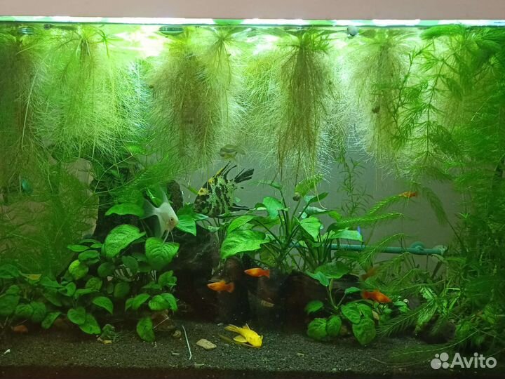 Обмен аквариумных растений