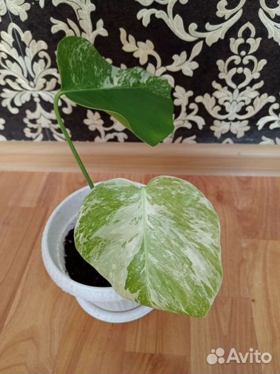 Монстера вариегатная альба