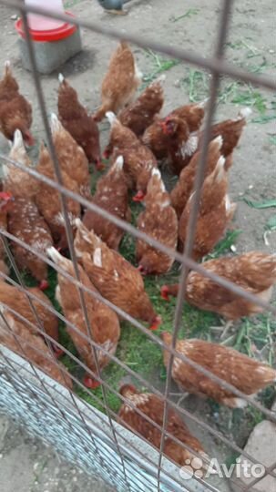 Домашние куриные яйца