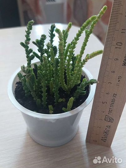 Крассула плауновидная