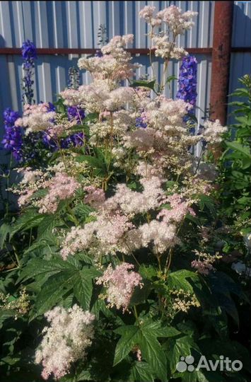 Многолетники для сада 2