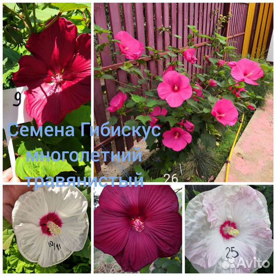 Семена свои Гибискус многолетний травянистый