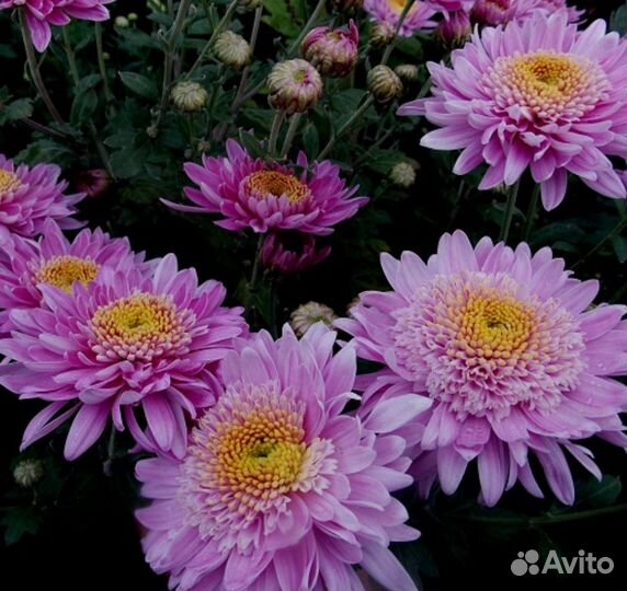 Хризантемы корейские