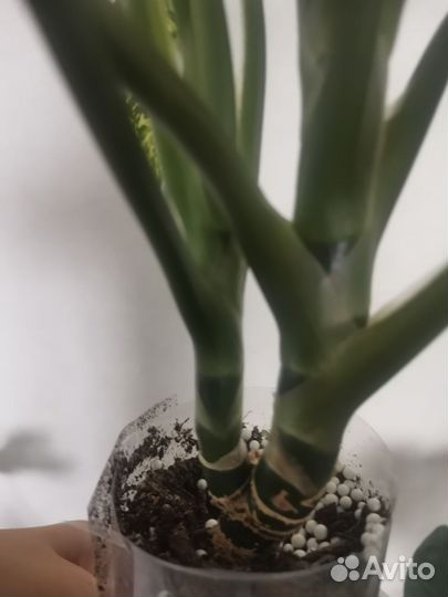 Диффенбахия Vesuvius (Везувий)