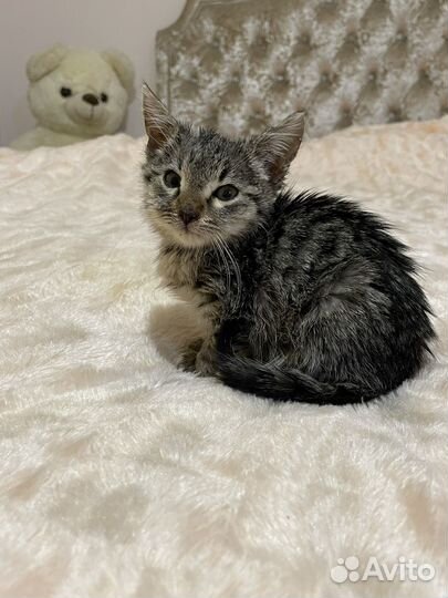 Кошка в дар