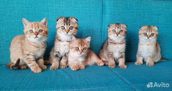 Котята шотландские
