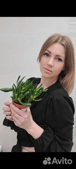 Крассула хоббит