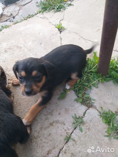 Отдам щенков таксы в хорошие руки