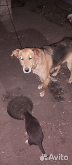 Собака в добрые руки