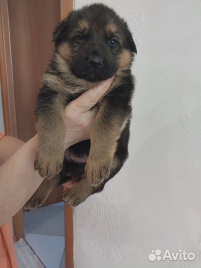 Щенки, немецкой овчарки