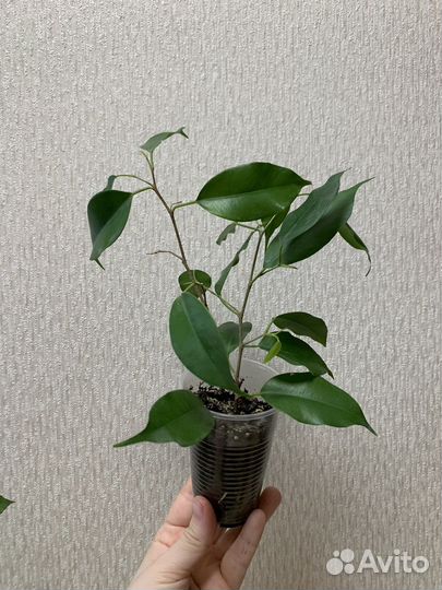 Фикус бенджамина