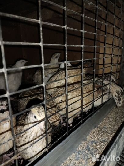 Перепела феникс золотистый,техасс