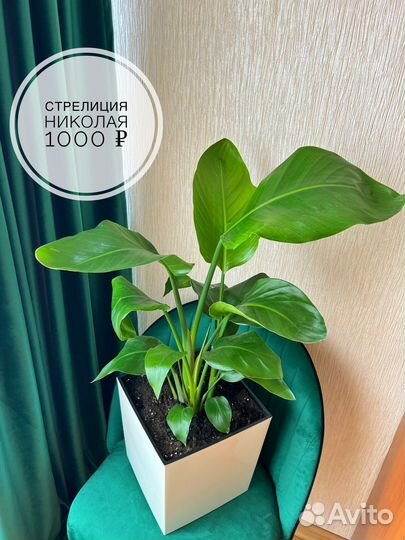 Аренда растений