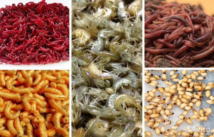 Мотыль, мормыш, опарыш, черви