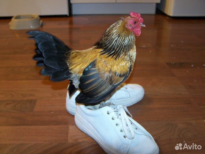 Продам Петуха