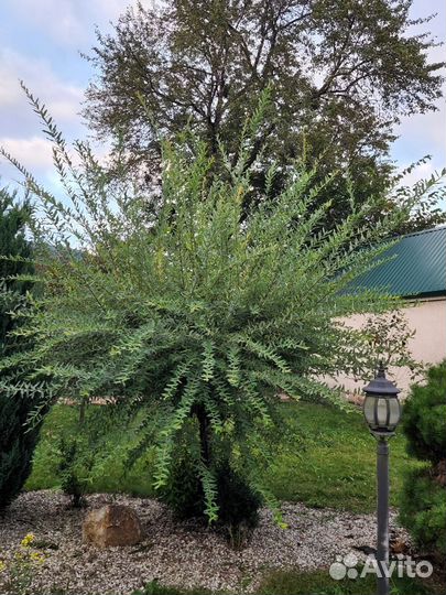 Ива Хакуро нишики на штамбе