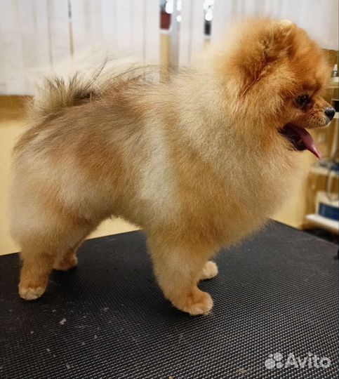 Стрижка собак и кошек груминг