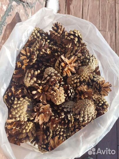 Шишки сосны Мульча