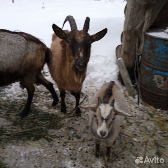 Козы дойные