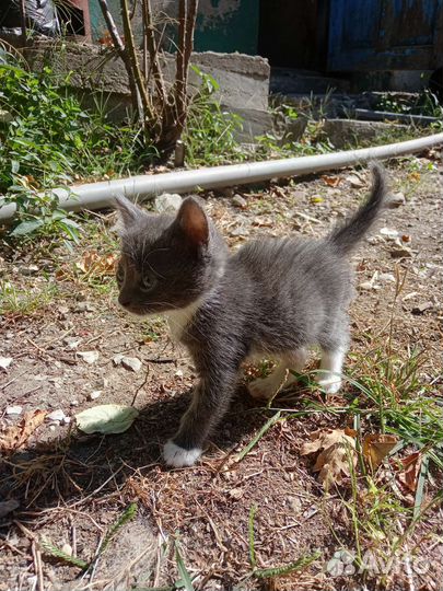 Отдам котят в добрые руки
