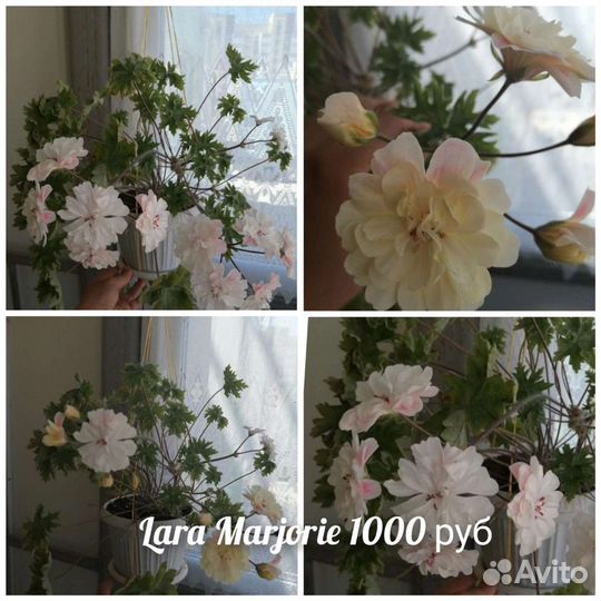 Пеларгония герань