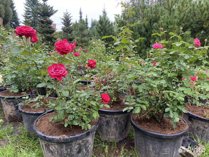 Большие кусты роз в горшках 80 литров