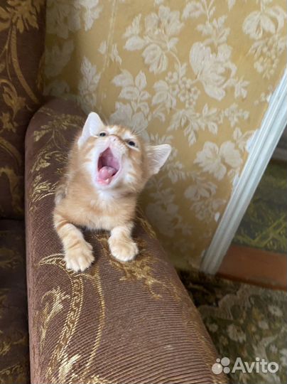 Котята, милые малыши, в добрые руки, бесплатно