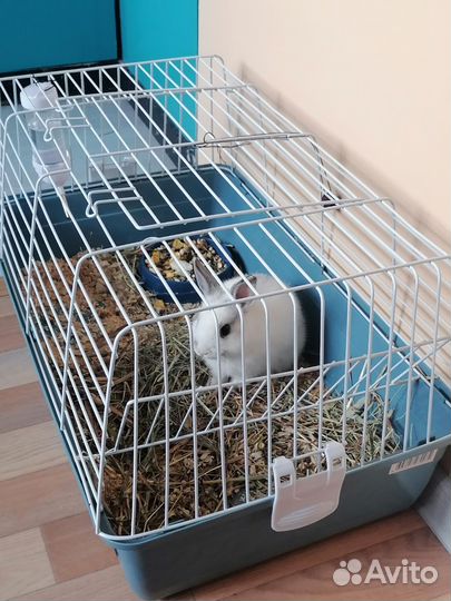 Продаю кролик