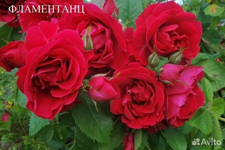 Роза плетистая