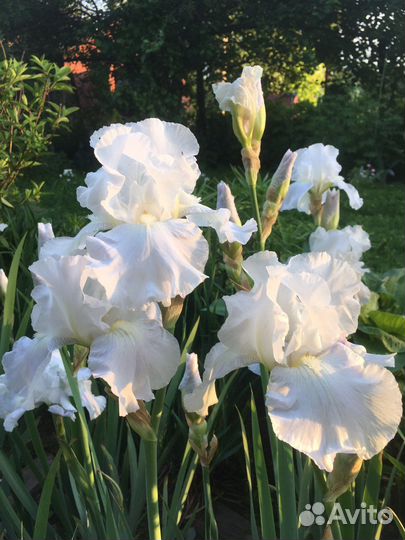 Ирисы в ассортименте