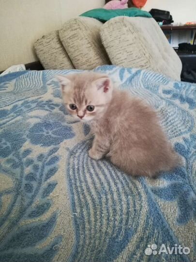 Британский Котенок