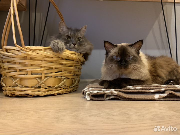 Передержка животных