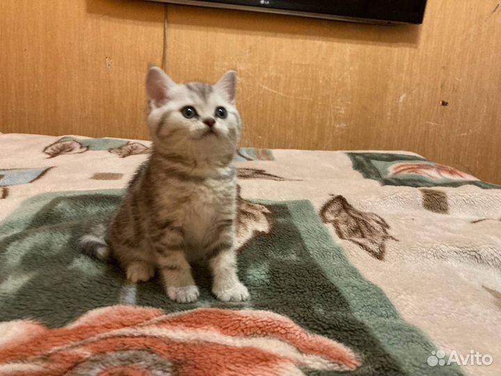 Британские котики