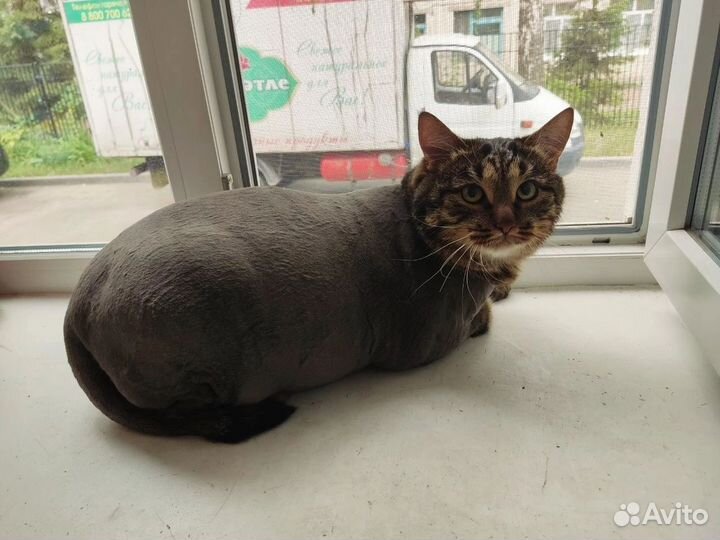 Груминг кошек с выездом на дом без наркоза