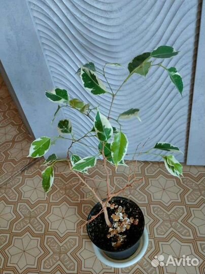 Фикус Анастасия, эластика,тинеке, Бенджамина