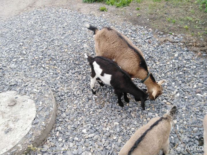 Козье молоко